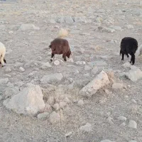 بره ومیش فروش|حیوانات مزرعه|سرپل ذهاب, |دیوار