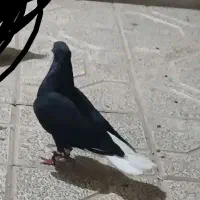 دم سفید ماده