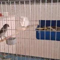 فروش قناری|پرنده|اردکان, |دیوار