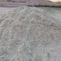 کاه لوبیا سفید