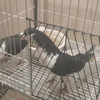 کفتر چپ و سینه ای|پرنده|تهران, شهرک استقلال|دیوار