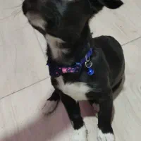 واگذاری سگ پاکوتاه