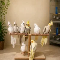 انواع عروس هلندی خاص