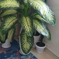 گل دیفن باخیا