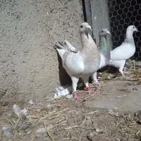 سه تا ماده سر بندی  سرور و سوسنی وکرم|پرنده|شیراز, شهرک کوشکک|دیوار