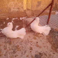 سفید دمچتری|پرنده|مبارکه, |دیوار