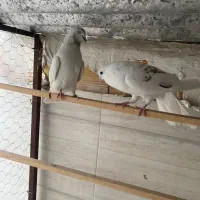 کبوتر گرفتنی