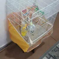 دوتا قفس دونه 200