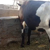 گاو اوست