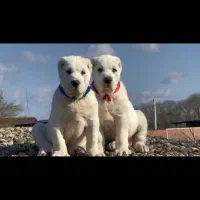 توله آلابای|سگ|آبعلی, |دیوار