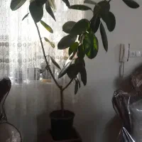 گل فیکوس|گل و گیاه طبیعی|ارومیه, |دیوار