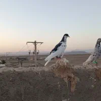 کبوتر|پرنده|تربت‌حیدریه, باغ سلطانی|دیوار