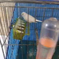 قناری نر و ماده|پرنده|ایلام, |دیوار