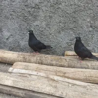 کفتر زاغ|پرنده|فلاورجان, |دیوار