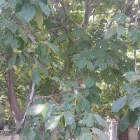 گردو تر