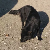 سگ ژرمن اصل بلک ماده|سگ|سبزوار, شرق کال شمالی|دیوار