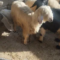 هفت  راس بره نر  دو ماده