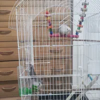 طوطی برزیلی|پرنده|نظرآباد, شهرک آزادگان|دیوار