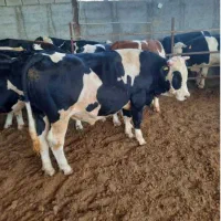 سیمینتال اصیل وارداتی مخصوص پرواری|حیوانات مزرعه|انبارآلوم, |دیوار