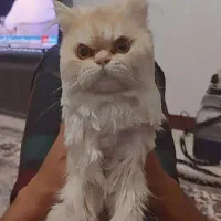 گربه پرشین نر دوساله