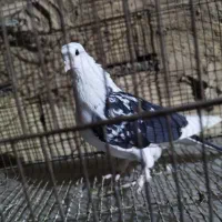 کبوتر|پرنده|قم, ولیعصر|دیوار