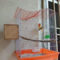 طوطی برزیلی|پرنده|چرام, |دیوار