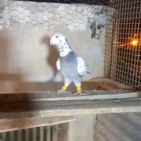 بزک سبز پلاکی|پرنده|شیراز, تندگویان|دیوار