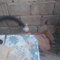 کبوترکوهیدمسفید