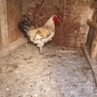 خروس جوان و زیبا