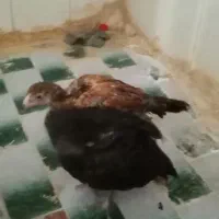 پنج عدد مرغ ویک خروس و3عدد جوجه لاری|پرنده|مشهد, رسالت|دیوار