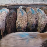 سلام ۱۱ عدد میشه خیلی خوب ه فروش می‌رسد