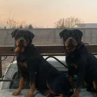 یک جفت روتوایلر پوزه دلقکی