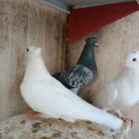 کبوتر ساتن کفتر سینه فر نوک کوچیک|پرنده|مشهد, عبادی|دیوار