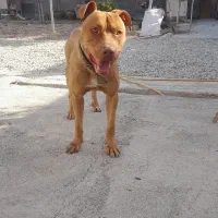 سگ پیتپول نر