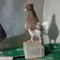 باسلام یک عدد کله سرخ ماده زات قدیم|پرنده|قلندر آباد, |دیوار