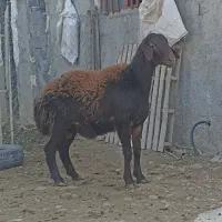 نر بره