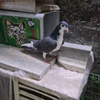 دمگیر ماده روزگاری