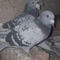 کبوتر پرشی تهرانی و مسافتی