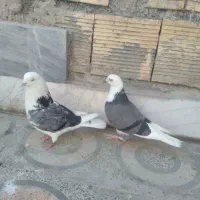 کبوتر شازده  ابلق  سبز   تهرونی   فلاورجان|پرنده|اصفهان, کوی امیریه|دیوار
