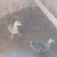 یک جفت جوجه غاز اوکراینی