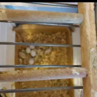 عروس و هلندی نرو ماده|پرنده|پردیس, فاز ۸|دیوار