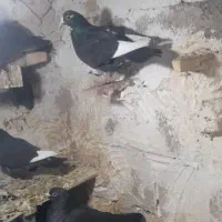 سیاه پلنگ و کلاغ