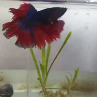 ماهی فایتر نر