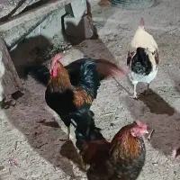 خروس|حیوانات مزرعه|دورود, |دیوار