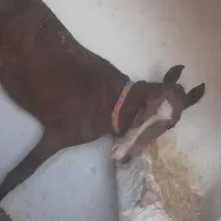 سلام کره اسب عرب به فروش میرسد بخاطر بی جای..|حیوانات مزرعه|هلیلان, |دیوار