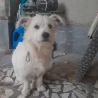 فروش سگ تریر|سگ|بابل, |دیوار