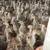 برنز بوربون بیوتی