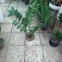 گل مخصوص هدیه روز مادر|گل و گیاه طبیعی|مشهد, توس (بلوار توس)|دیوار