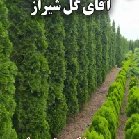 سرو ناز اصلی شیراز5m   مهندس ذبیحی