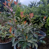 فتونیا ،پالم آبی|گل و گیاه طبیعی|چابکسر, |دیوار